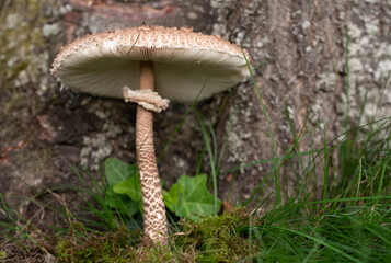 A wild growing large mushroom with a long thin stalk, growing out of the mos, in front of a tree trunk