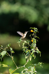 hummingbird on a flower
