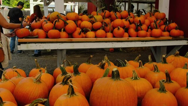 orange pumpkins lie on the counter or pumpkin field, ready for halloween holiday. One spooky halloween pumpkin blank template on a wooden bench. pumpkins for halloween. 