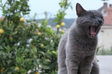 Closeup shot of a gray cat purring with a green tree in the background