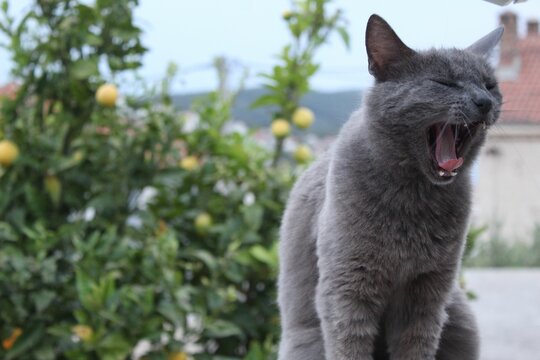 Closeup shot of a gray cat purring with a green tree in the background