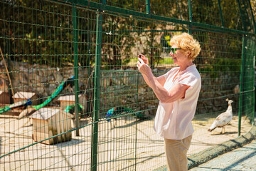 Elderly woman with mobile smartphone taking photo in zoological garden. Senior tourist woman on an excursion to the zoo.