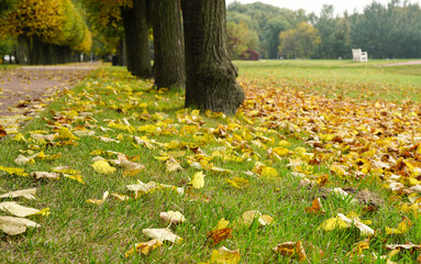 Autumn leaves on green grass in the park