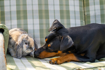 German pinscher dog inspects a gray rabbit on a green textile swing in the backyard