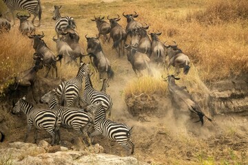 View of wildebeests and zebras running in a field with dry grass