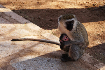 Mother monkey feeding its baby