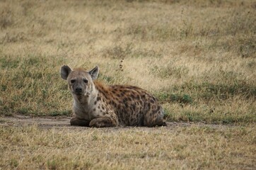 Obraz premium Hyena resting on the serengeti plains