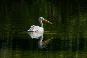 white pelican in the water