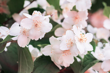 Close-up of an apple tree in blossom. Branches with pink flowers. Natural background, spring, summer concept