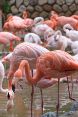 フラミンゴの群衆。淡いピンク色と白の色が癒される。神戸王子動物園で撮影