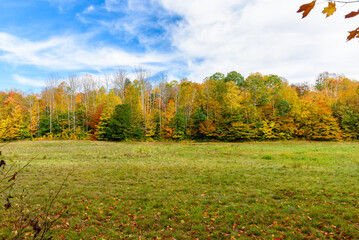 Dense forest at the peak of a fall foliage on a clear autumn day. A medow is in foreground.