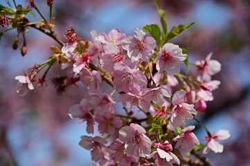 Fototapeta na wymiar 青空とピンク色の桜