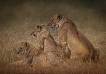 Fototapeta na wymiar Three Lions