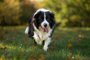 Czarno biały Border Collie jesienią