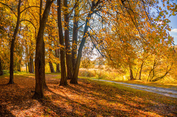 Fototapeta premium Colorful trees in the autumn park with yellow and orange foliage lit by the bright sun