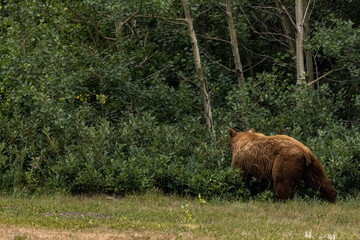 Cinnamon Black Bear Heads Back Into The Thick Woods