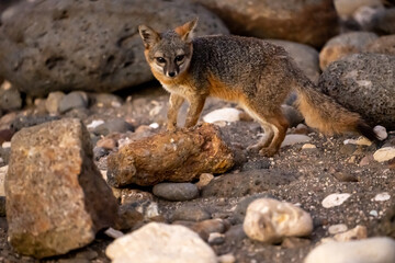 Channel Islands Fox Scurries Over Rocks on the Beach