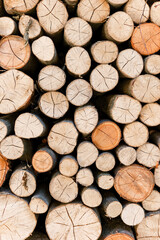 Cross section of tree trunks, timber background. Log trunks pile, the logging timber wood industry....