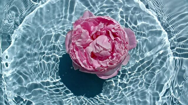 Piones flowers on water surface with drops. Water splash blue colored. Pure water with reflections sunlight and shadows. Valentines day texture. High quality FullHD footage