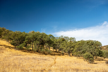 Faint Trail Leads Into Thin Woods
