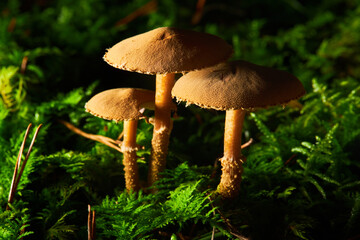 The Earthy Powdercap (Cystoderma amianthinum) is an edible mushroom. Cystodermella cinnabarina  powdercap mushroom