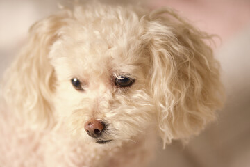 portrait of a small dog
