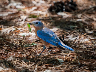 Eastern Bluebird