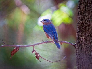 Eastern Bluebird