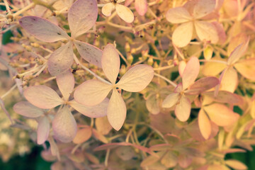 Blooming hydrangea paniculata, close-up. Light pink flowers of panicled hydrangea in the garden for publication, poster, screensaver, wallpaper, postcard, banner, cover, post. High quality photo