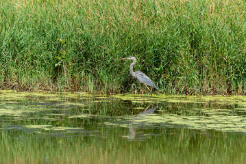 Juvenile Great Blue Heron Fishing On The Pond