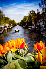 Beautiful Orange Striped Tulips Line Flower Boxes on a Bridge that Overlooks a Canal in the Jordaan District of Amsterdam, Netherlands