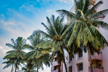 Palm Trees Line Buildings in Bengaluru, India
