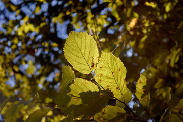 Green Leaves During Autumn