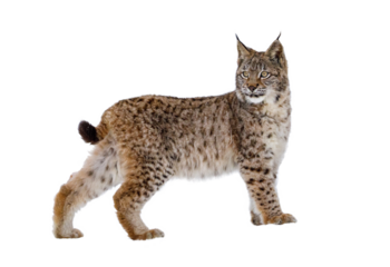Lynx isolated on transparent background. Young Eurasian lynx, Lynx lynx, walks in forest having snowflakes on fur. Beautiful wild cat in nature. Cute animal with spotted orange fur. Beast of prey.