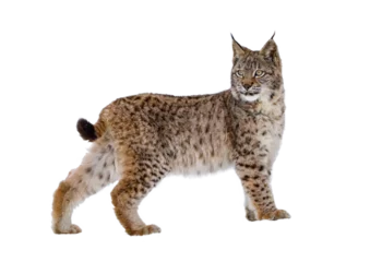 Crédence de cuisine en verre imprimé Lynx Lynx isolated on transparent background. Young Eurasian lynx, Lynx lynx, walks in forest having snowflakes on fur. Beautiful wild cat in nature. Cute animal with spotted orange fur. Beast of prey.