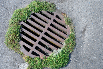 A top view image of a metal storm drain cover with green grass growing around it. 
