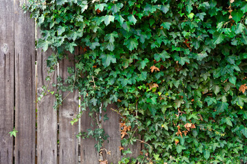 An image of an old wooden fence covered in a thick green ivy vine.