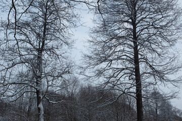 Snow winter landscape. Snow-covered trees in the winter forest. Winter trees backgrounded gray sky. Winter background for poster, calendar, post, screensaver, wallpaper, postcard, banner, cover