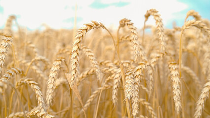 Gold wheat field and blue sky. Selective Focus.