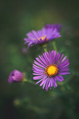 Close up of purple aster wild flowers blooming outside in autumn. - obrazy, fototapety, plakaty