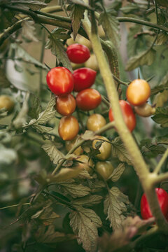 tomato in the vegetable garden