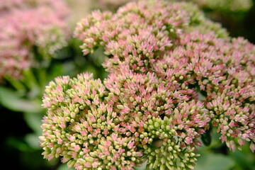 Close up of Pink Sedum flowers with selective focus