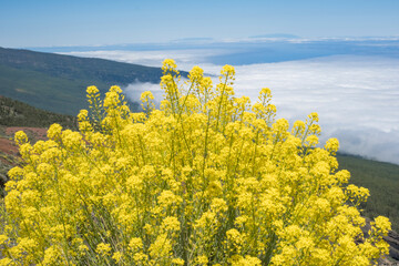beautiful landscape of the sea of ​​clouds with yellow plants