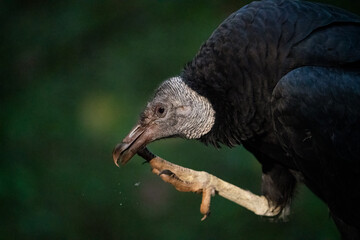 A Black Vulture Scratching an Itch