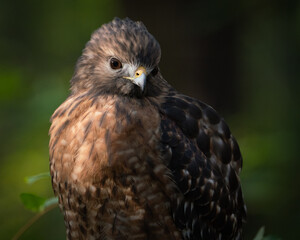 A Red-shouldered Hawk Perched in Morning Light
