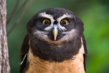 A Spectacled Owl Perched and Looking at the Camera