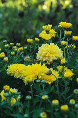 Blooming yellow chrysanthemums (Chrysanthemum) on an autumn day.