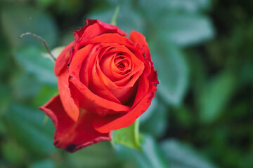 Red rose close-up against a green background.