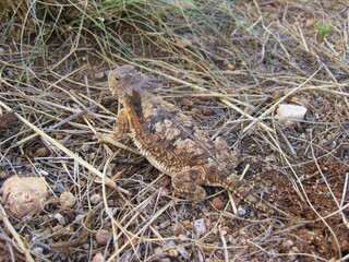 Horned Lizard in the Wild near Tucson, Arizona