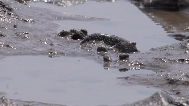 Mudskipper, Crab, And Snails Living On Mudflat Of Mangrove At Low Tide